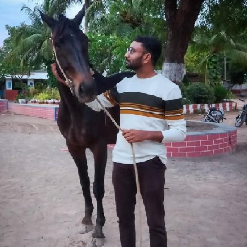 ઘોડાની સારવાર માટે