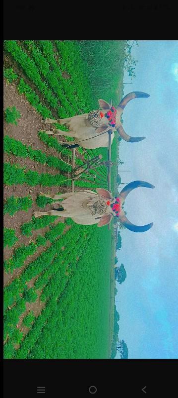 બળદ વેચવાના છે વઢીયારા