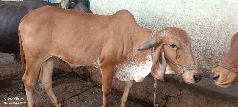 ગાય વેચવાની છે