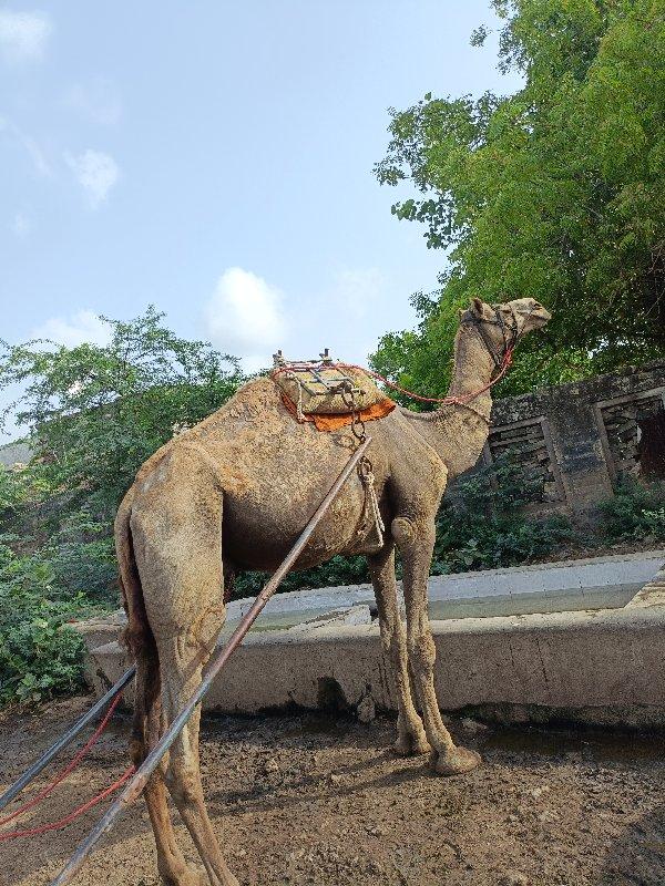 થંબનેલ 2