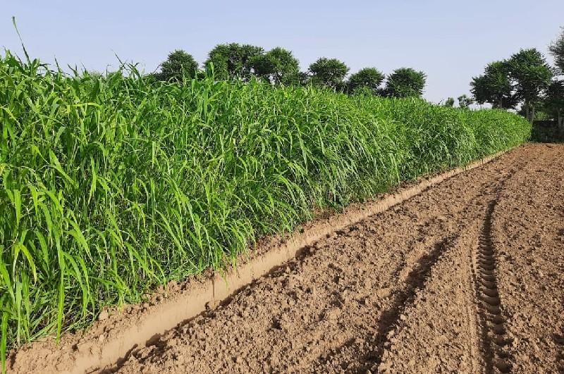 થંબનેલ 3