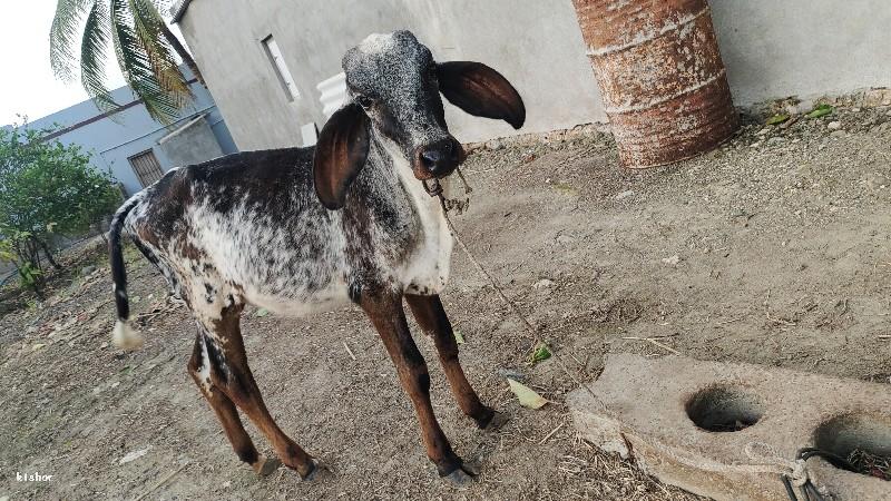 વાંસળી વેસવાની સે