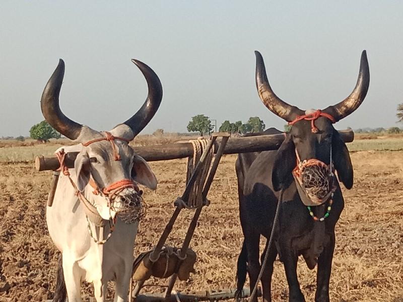 બળદ વેચવા ના છે