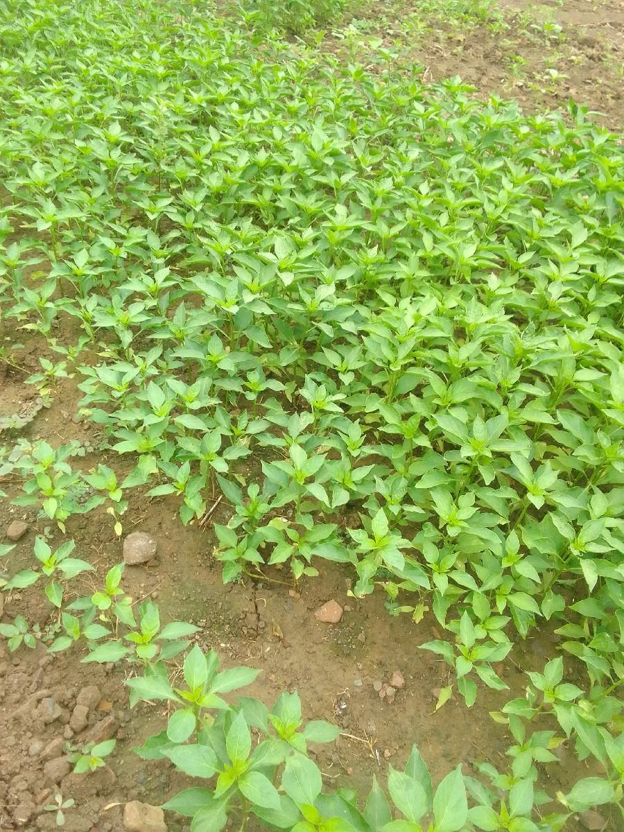 મરચી નો રોપ વેચવા નો છે