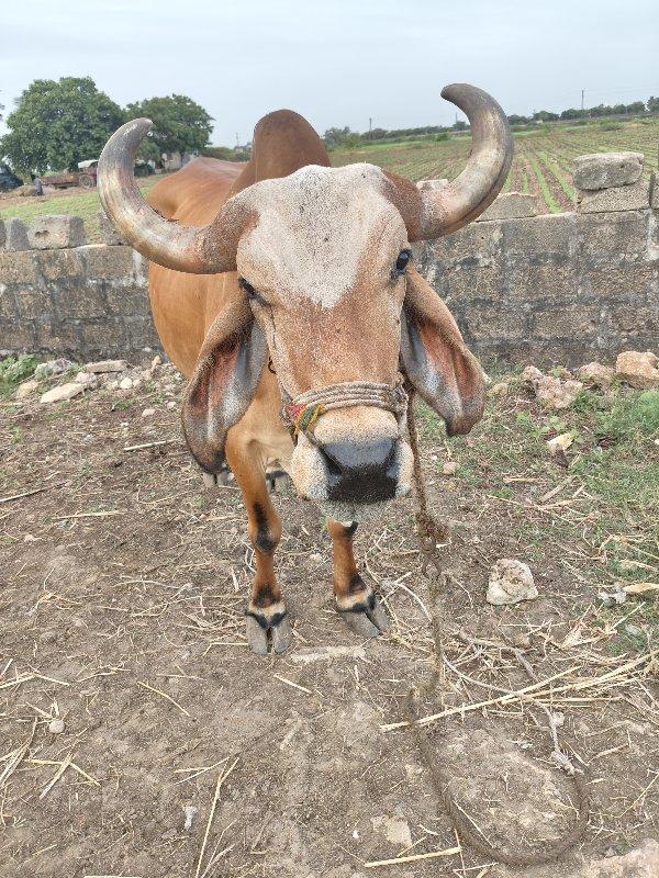 બળદ વેસવાના છે