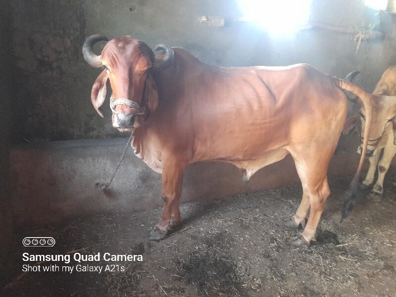 ચોરવાડી રાંધા છે