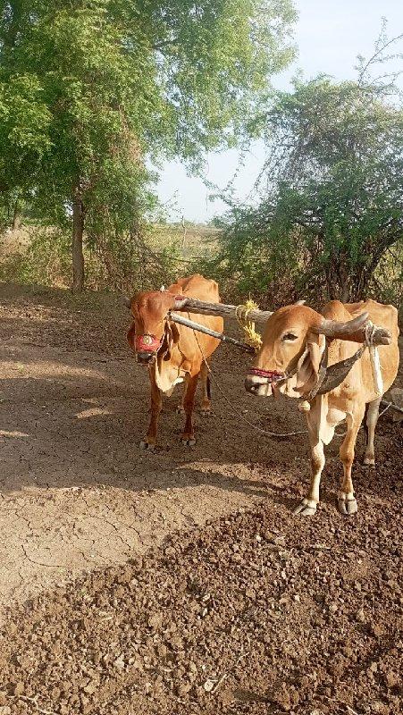 થંબનેલ 2