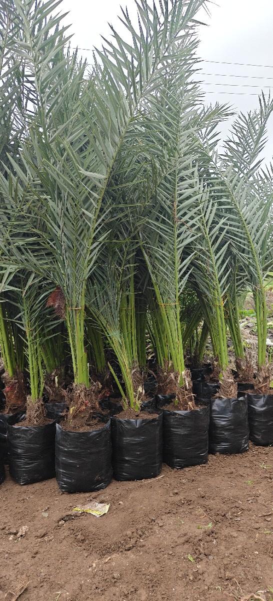 થંબનેલ 3