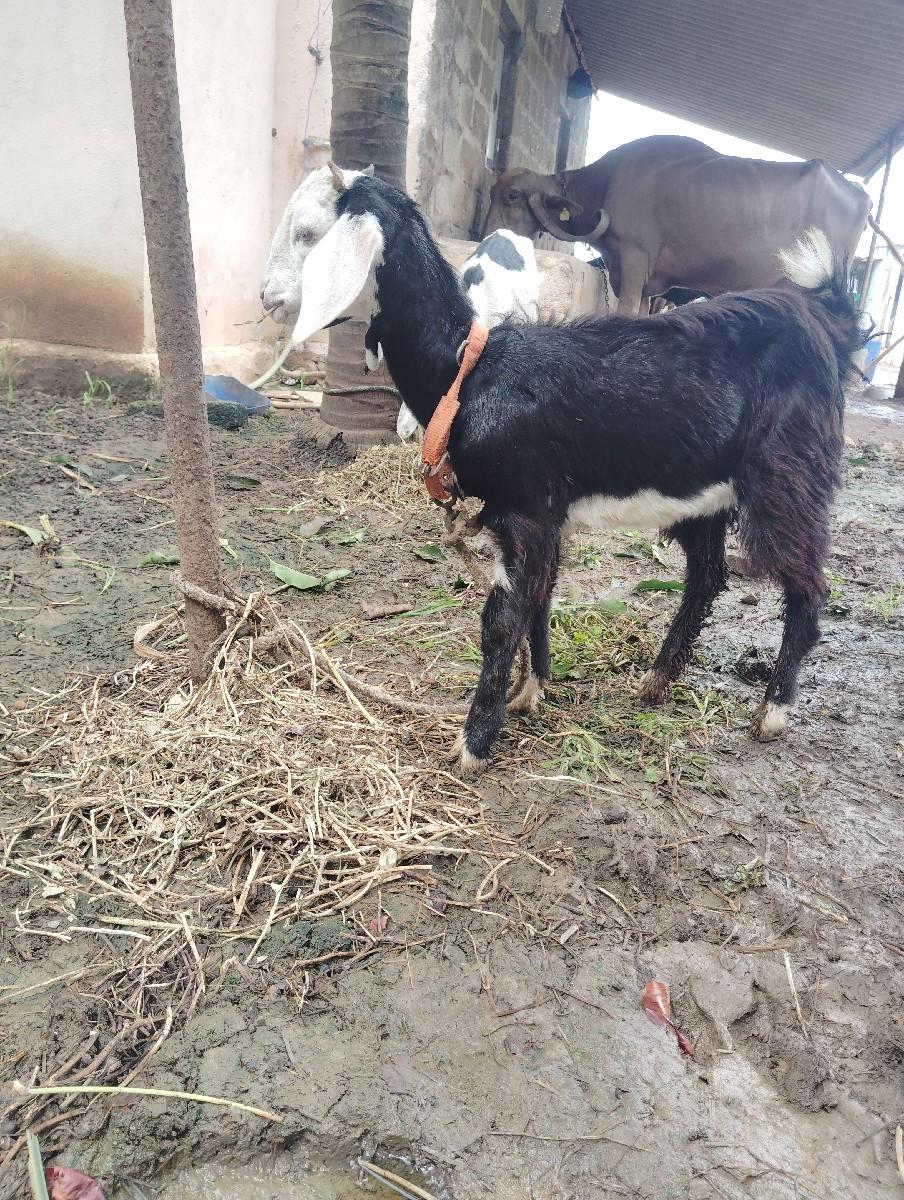 થંબનેલ 3