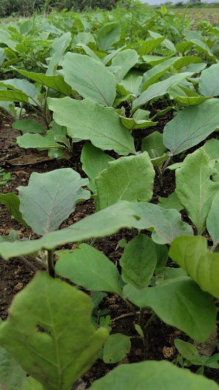 રોપ વેચવા નો છે