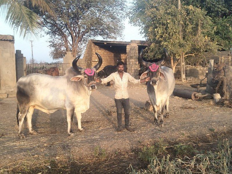 થંબનેલ 3