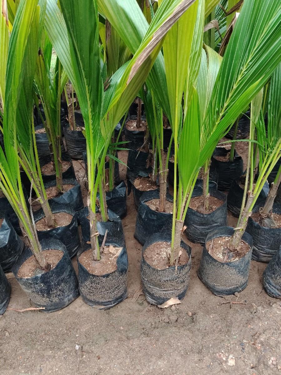 રોપ વેચવાના છે