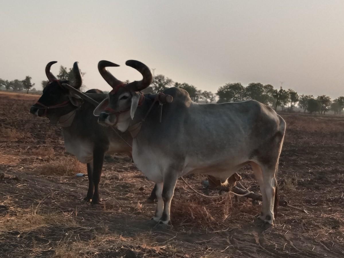 બળદ વેચવા ના છે