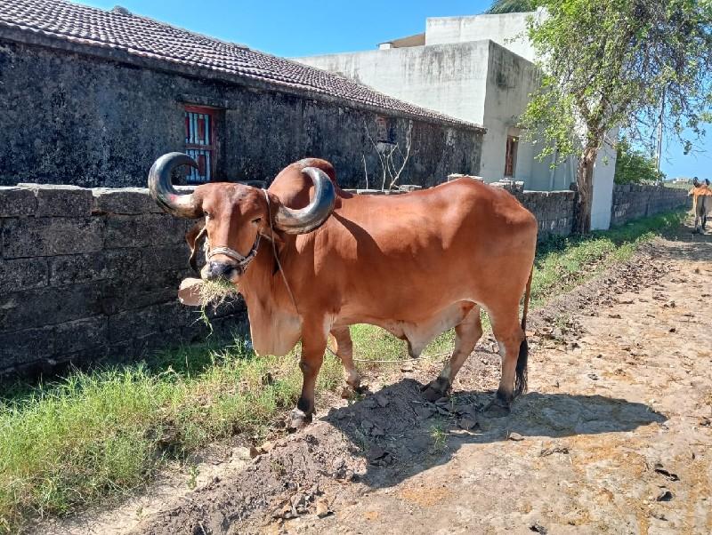 थंबनेल 3