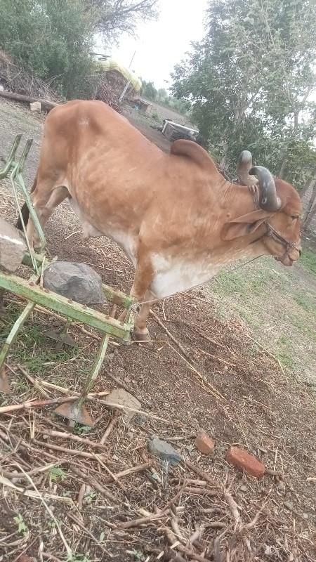 વેસવાના શે