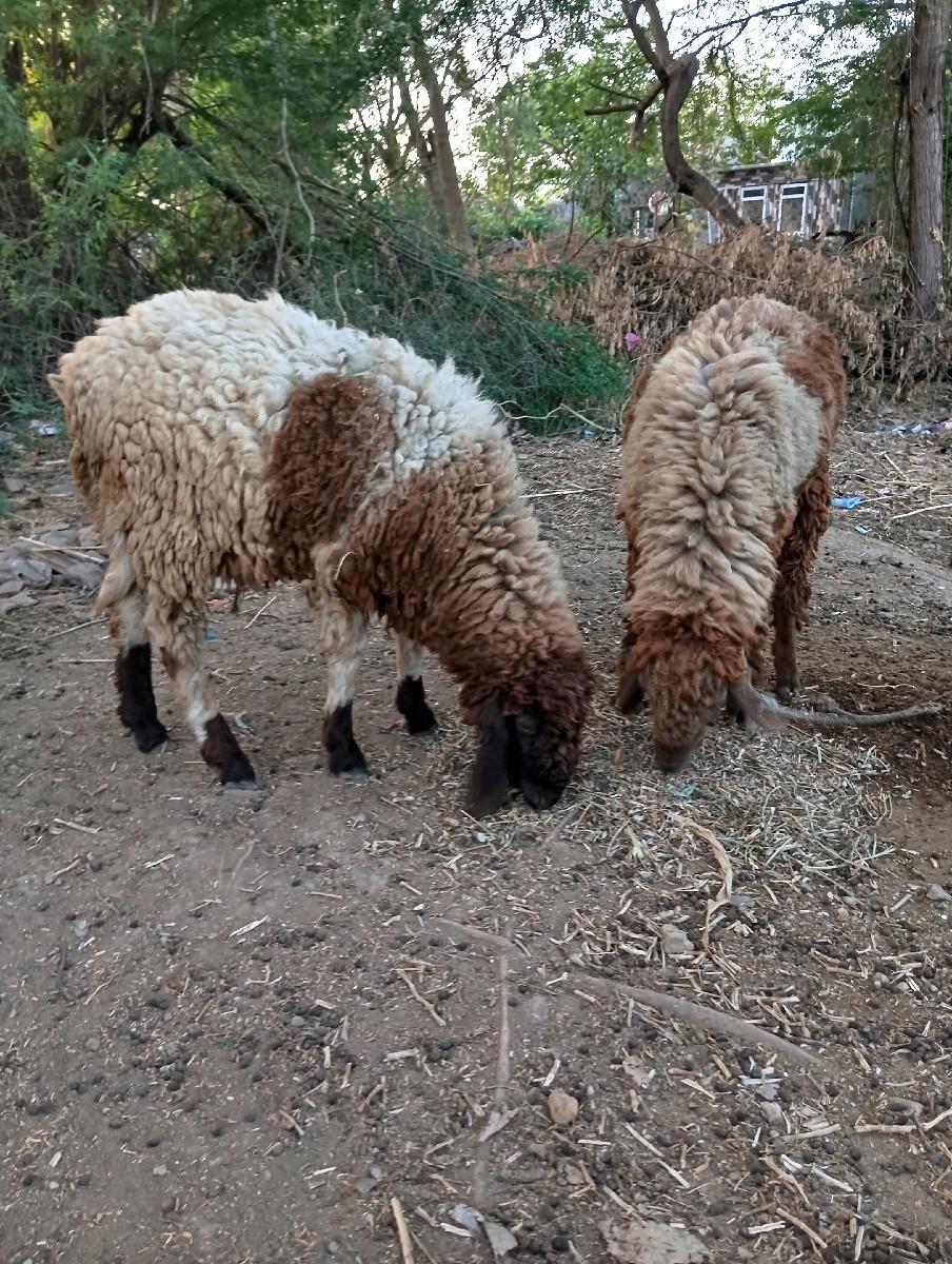 ત્રણ ઘેટા વેચવાના છે