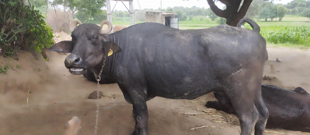 વહેચાઇ ગહી