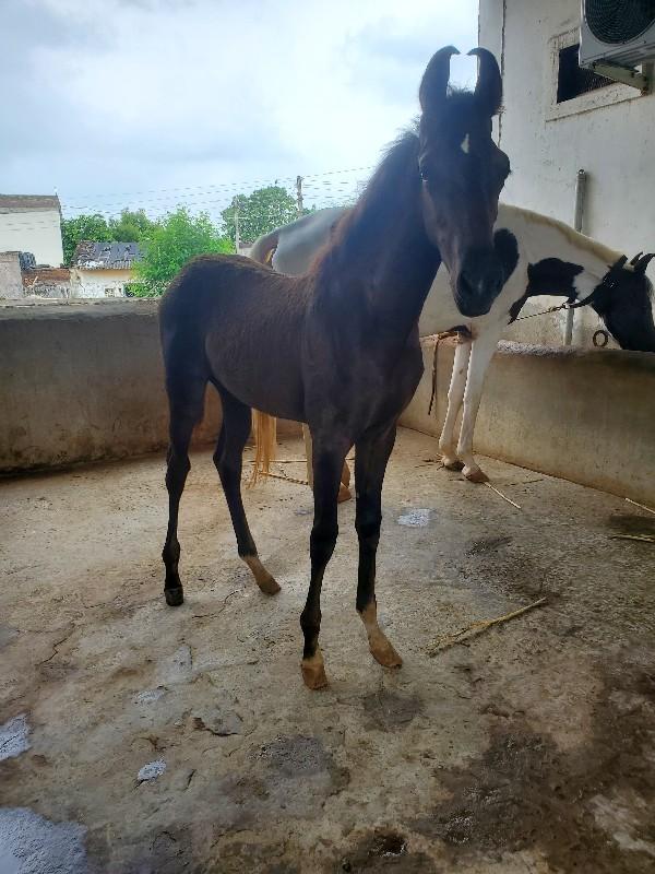 થંબનેલ 2