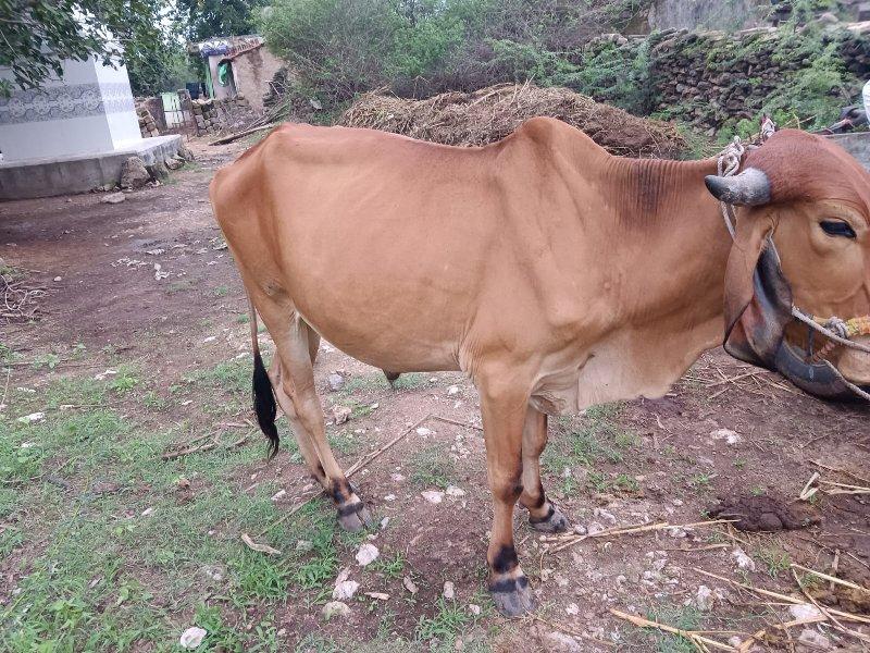 થંબનેલ 3