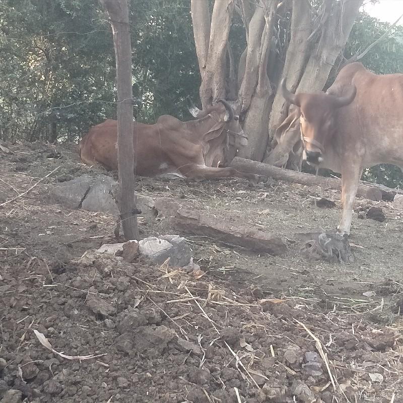 ગોઢલા વેચવાના છે