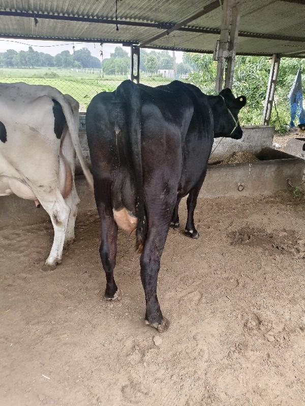 થંબનેલ 3