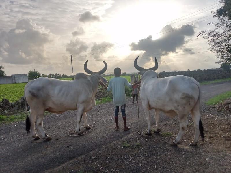 થંબનેલ 3