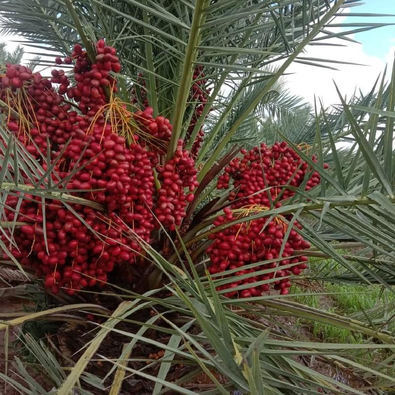 ઈઝરાયેલી ખારેક