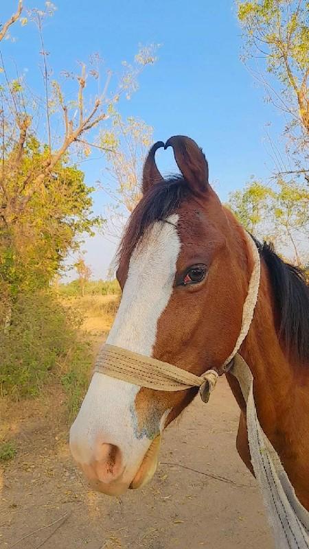 थंबनेल 2