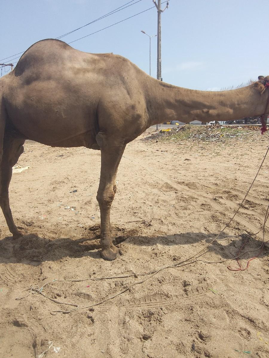 થંબનેલ 3