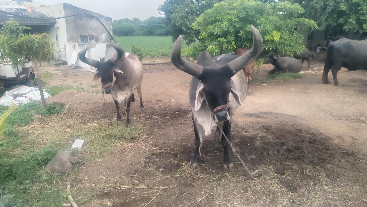 બળદ દેવાના છે ભેંશ સાટે