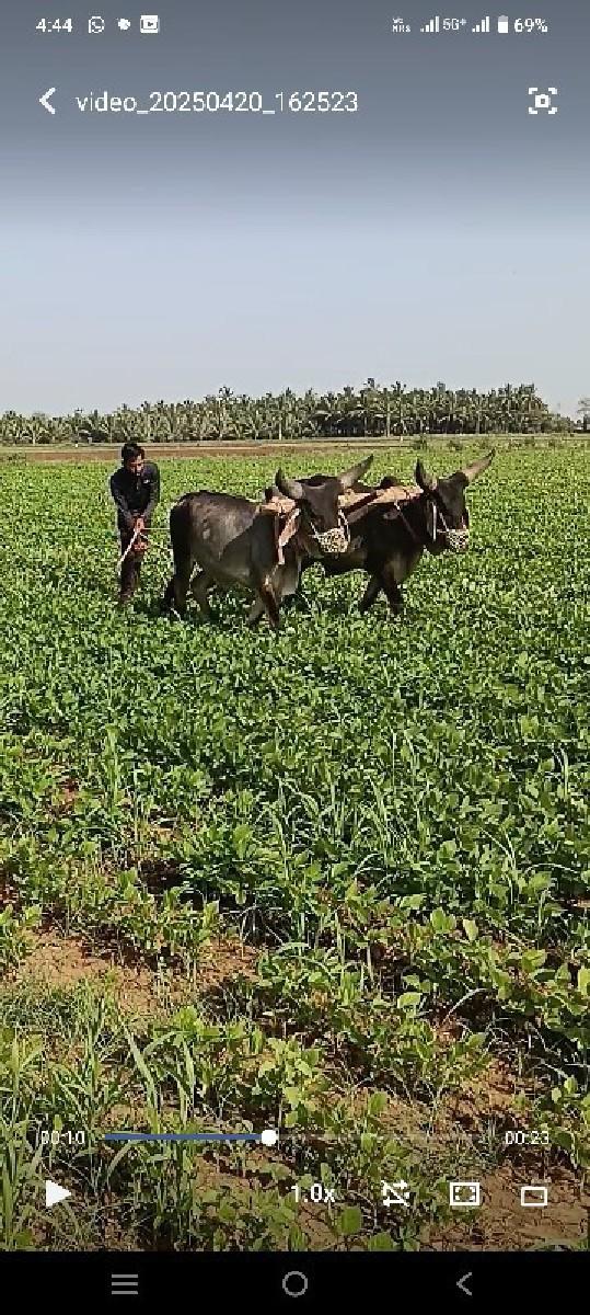 બળદ વેચવાના છે