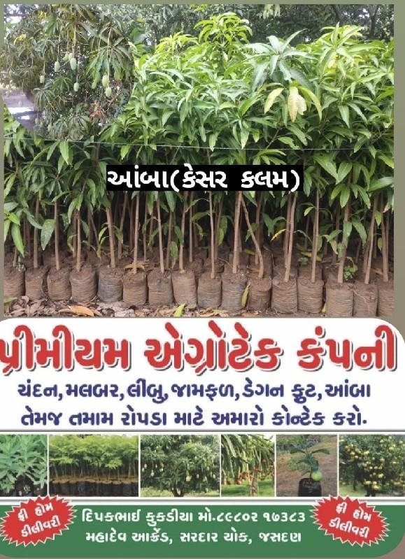 थंबनेल 5