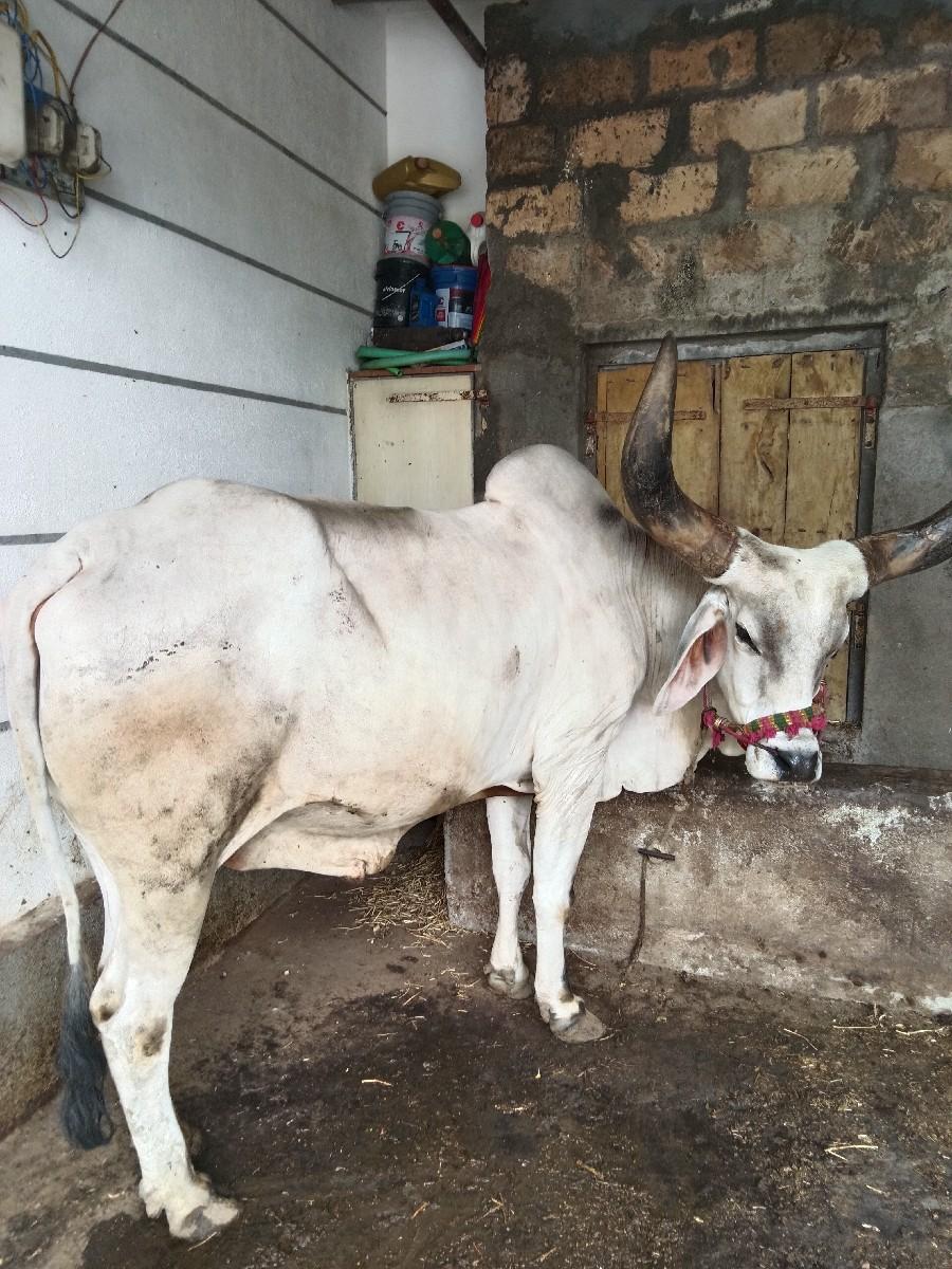 બળદ વેચવાના છે