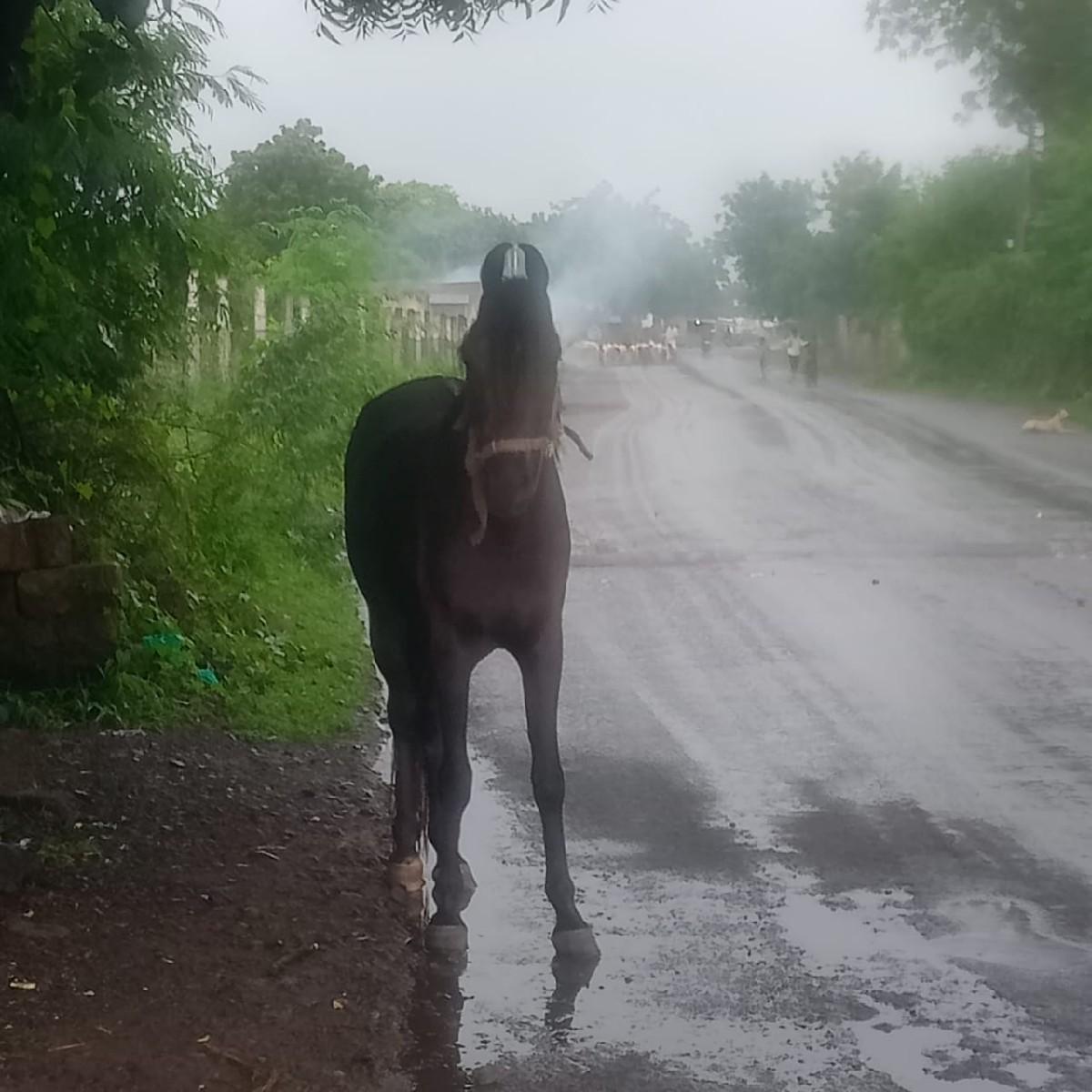 ghodi
