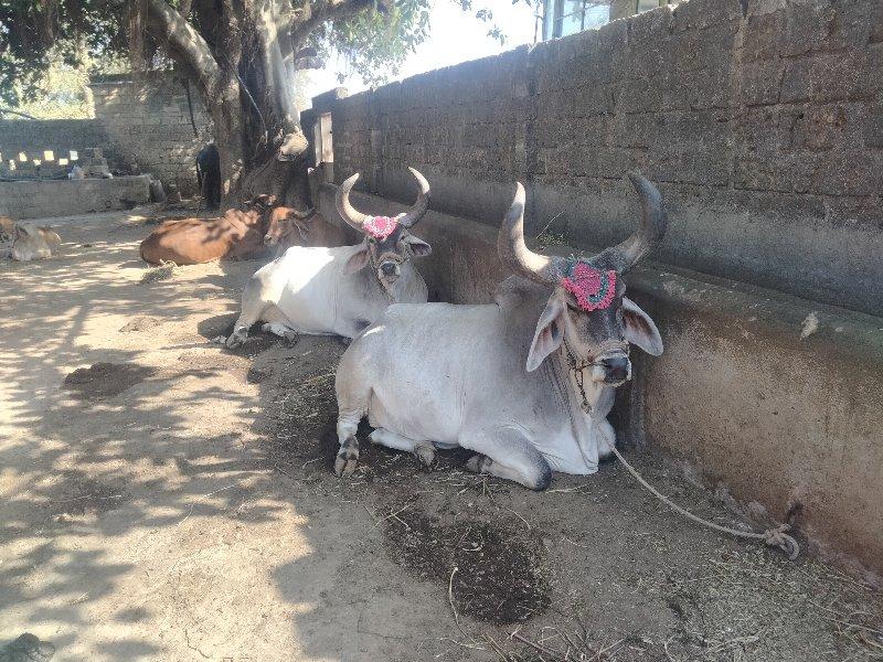 ગોઢલા વેચવાના છે