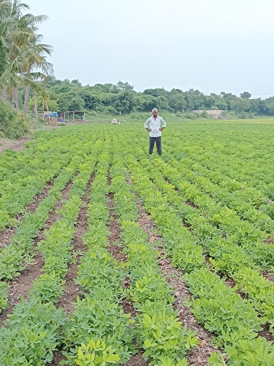 11.5 સાડા અગિયાર વિઘા