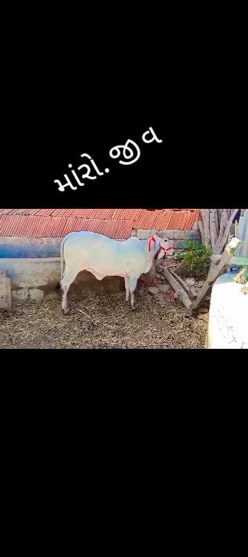 વાછરડી