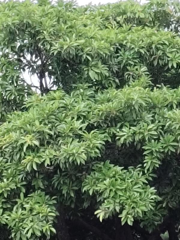 ચીકુ નો બગીચો આપવાનો છે 5વીધામા