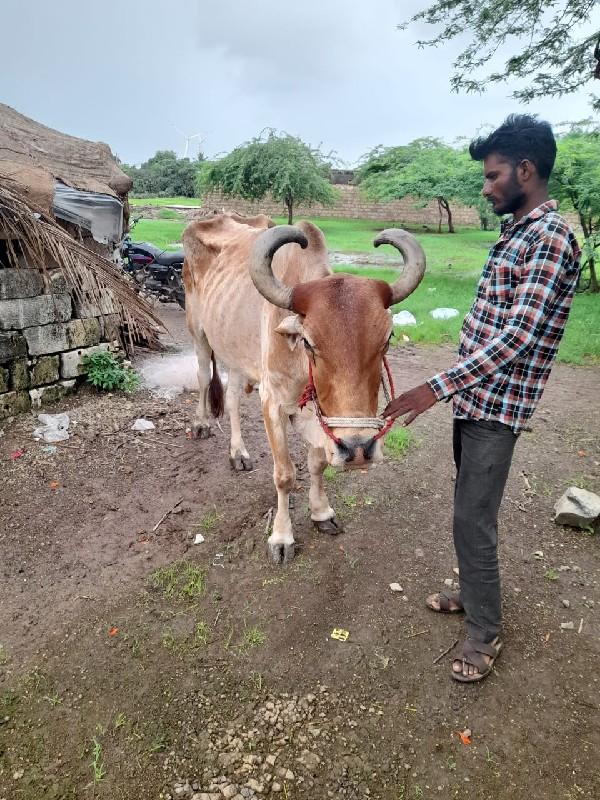 થંબનેલ 2