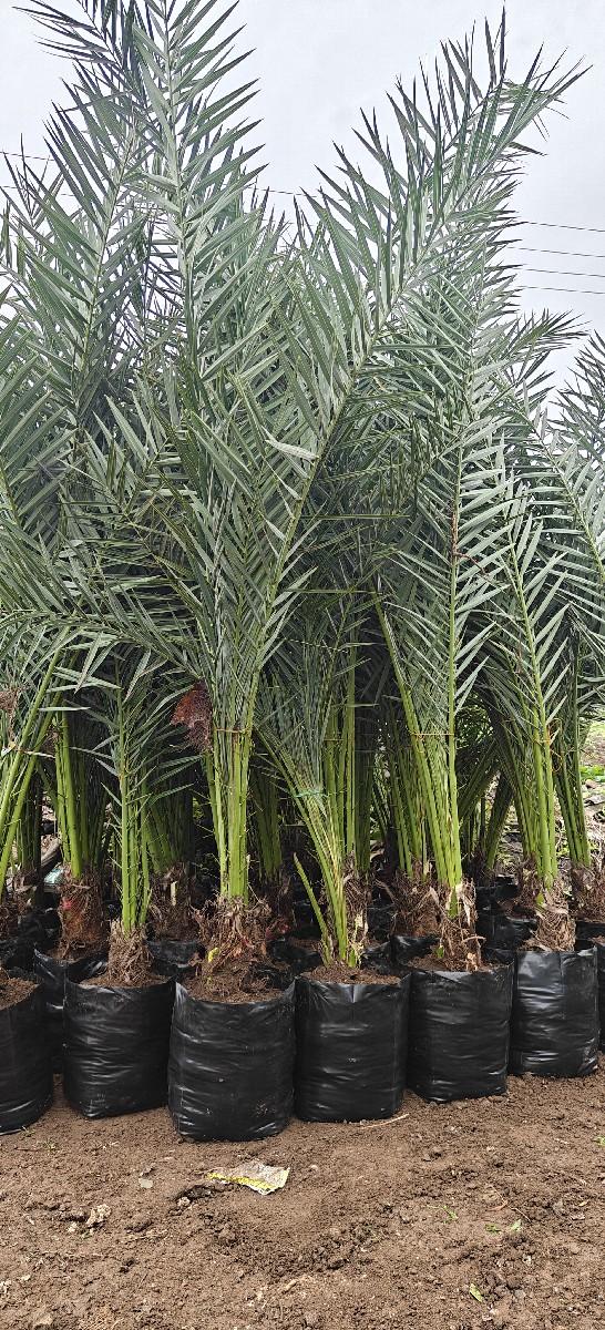 kharek na rop pila ma thi banavel