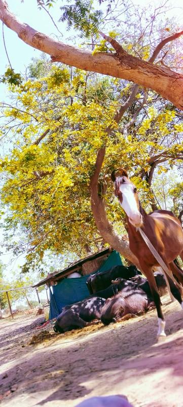 थंबनेल 3