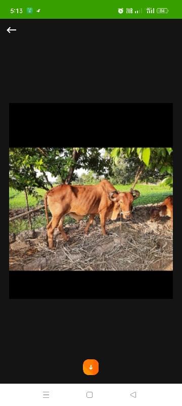 બળદ વેચવાનો છે