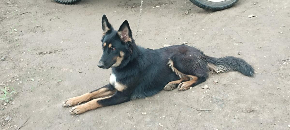 જમનફિમેલ વેસવાનિછે  રૃબરૃજોયજાવિ