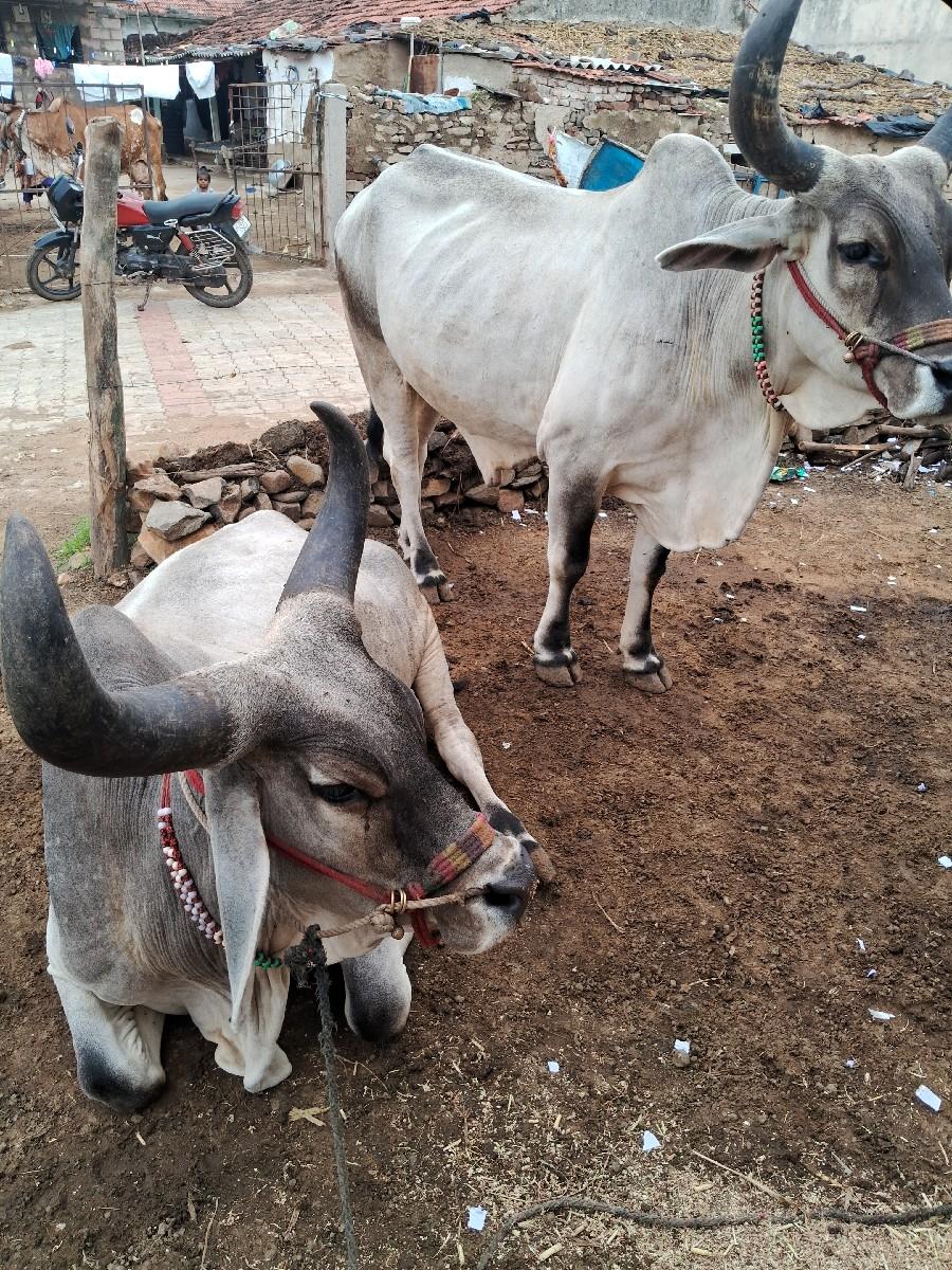 થંબનેલ 2