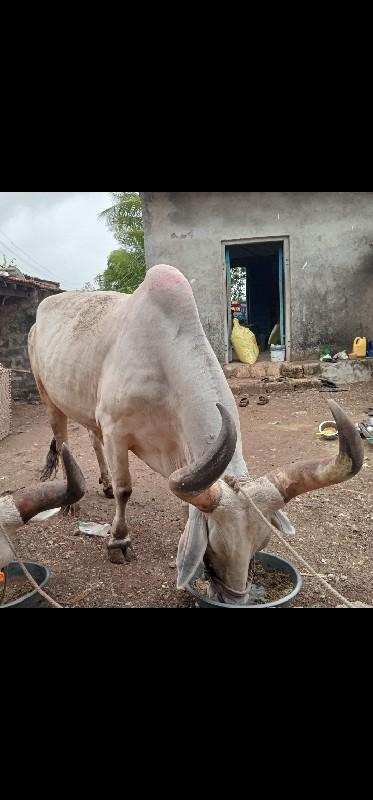 ત્રીજી ધર નો