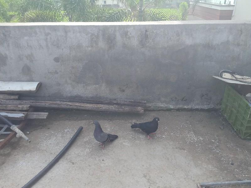 थंबनेल 3