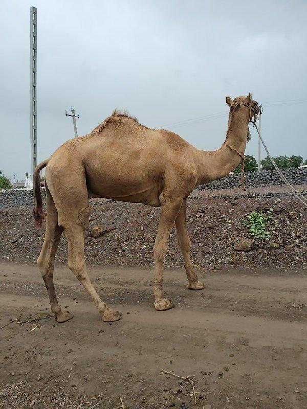 દાત વેચવાનું છે