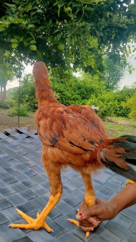 અસીલ પઠા વેચવાના છે