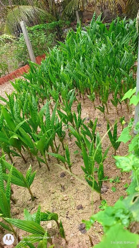 નારિયલી રોપ બનાવવા આપ વી