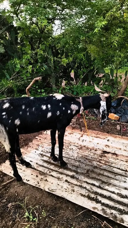 વેચવાનુછે ફેરફાર થય સકછે